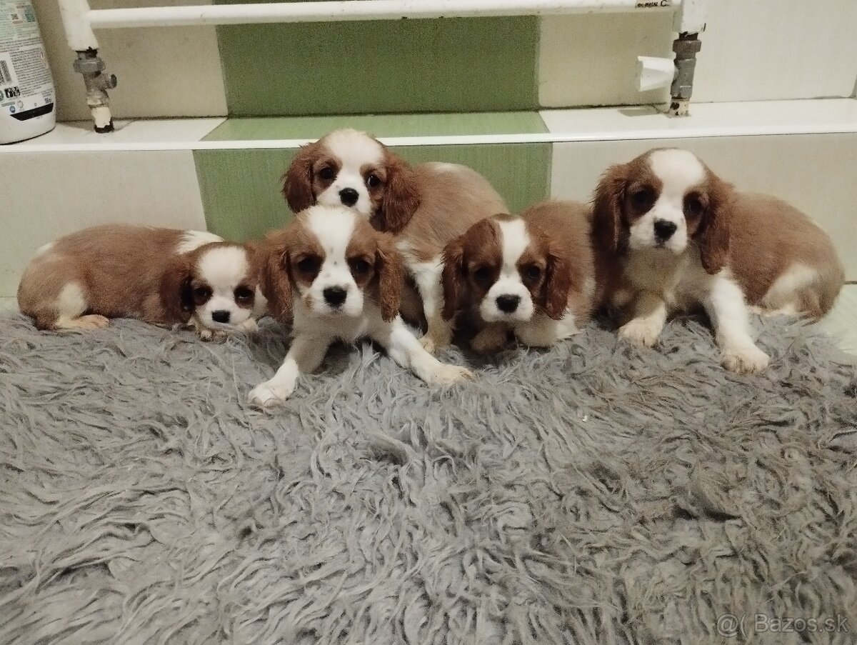 Cavalier King Charles Spaniel s PP - 2
