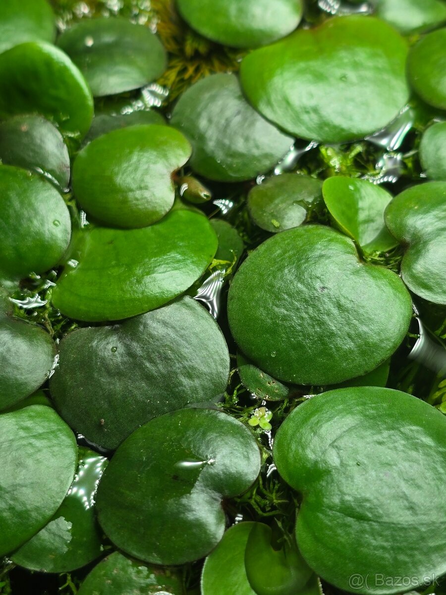 Limnobium laevigatum - 2