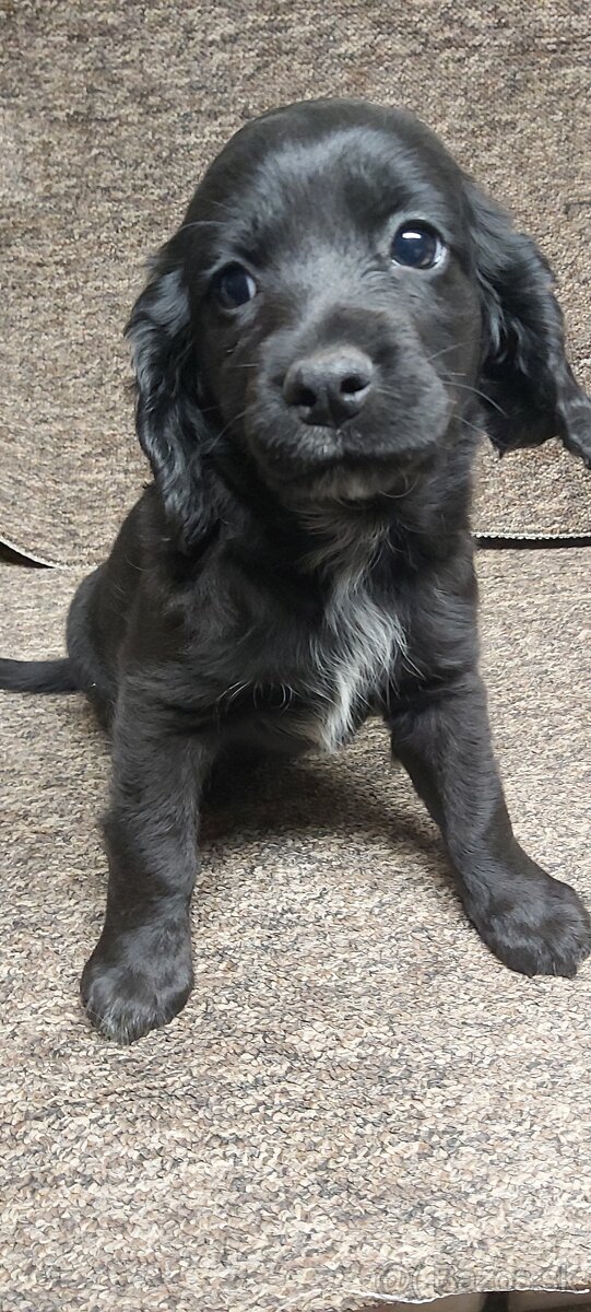 Anglický kokeršpaniel - 2