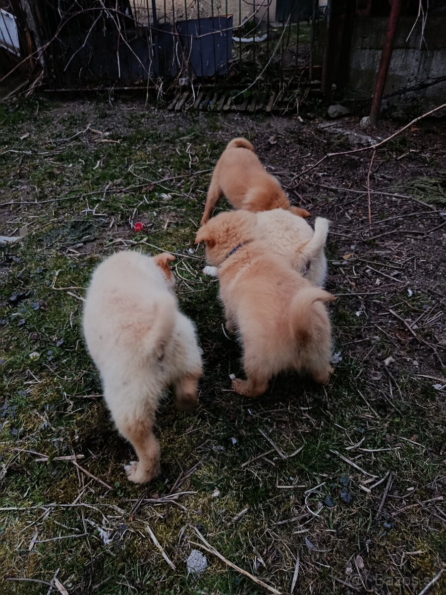 Darujem šteniatka - 2