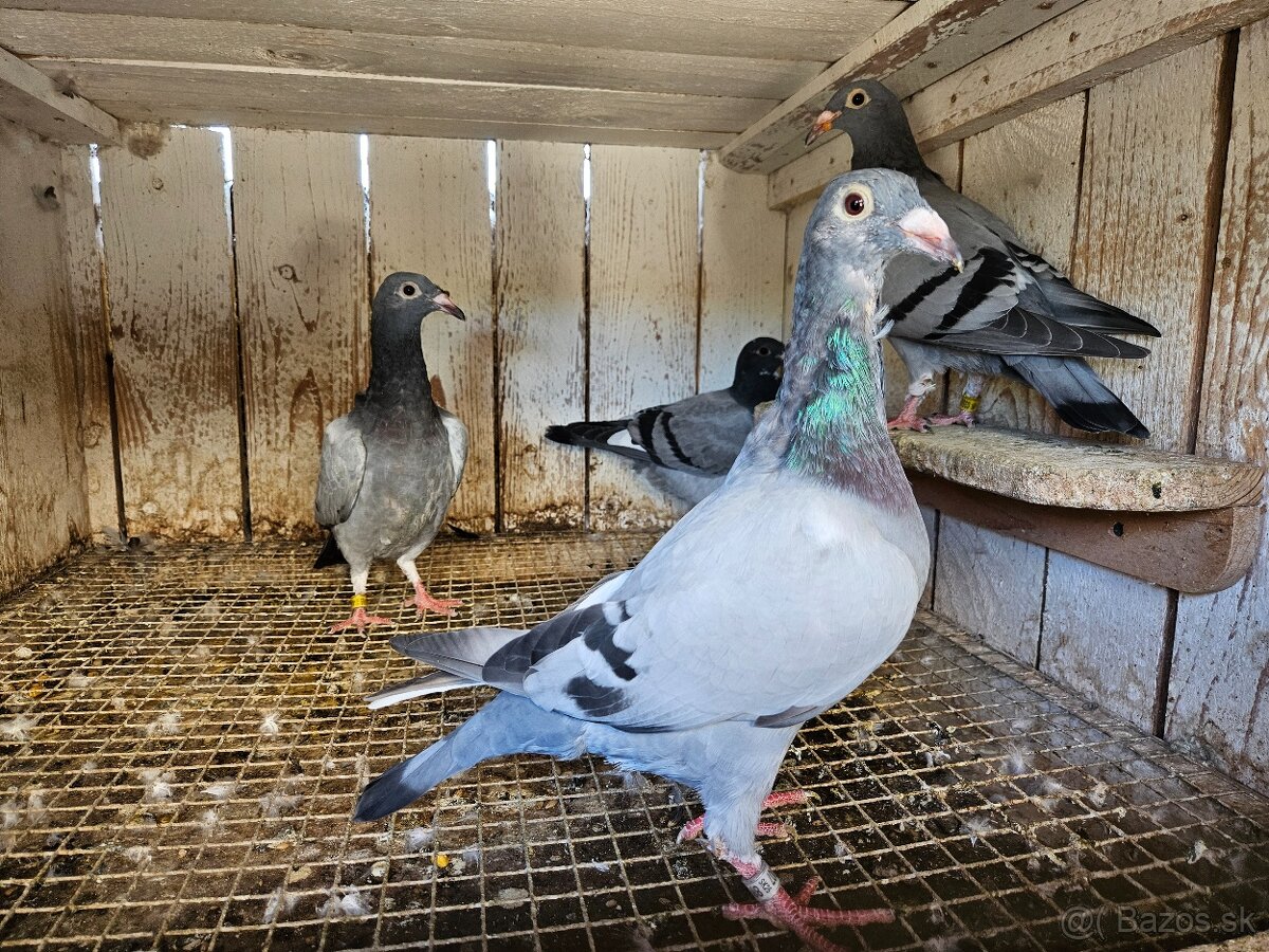 poštové holuby - 2