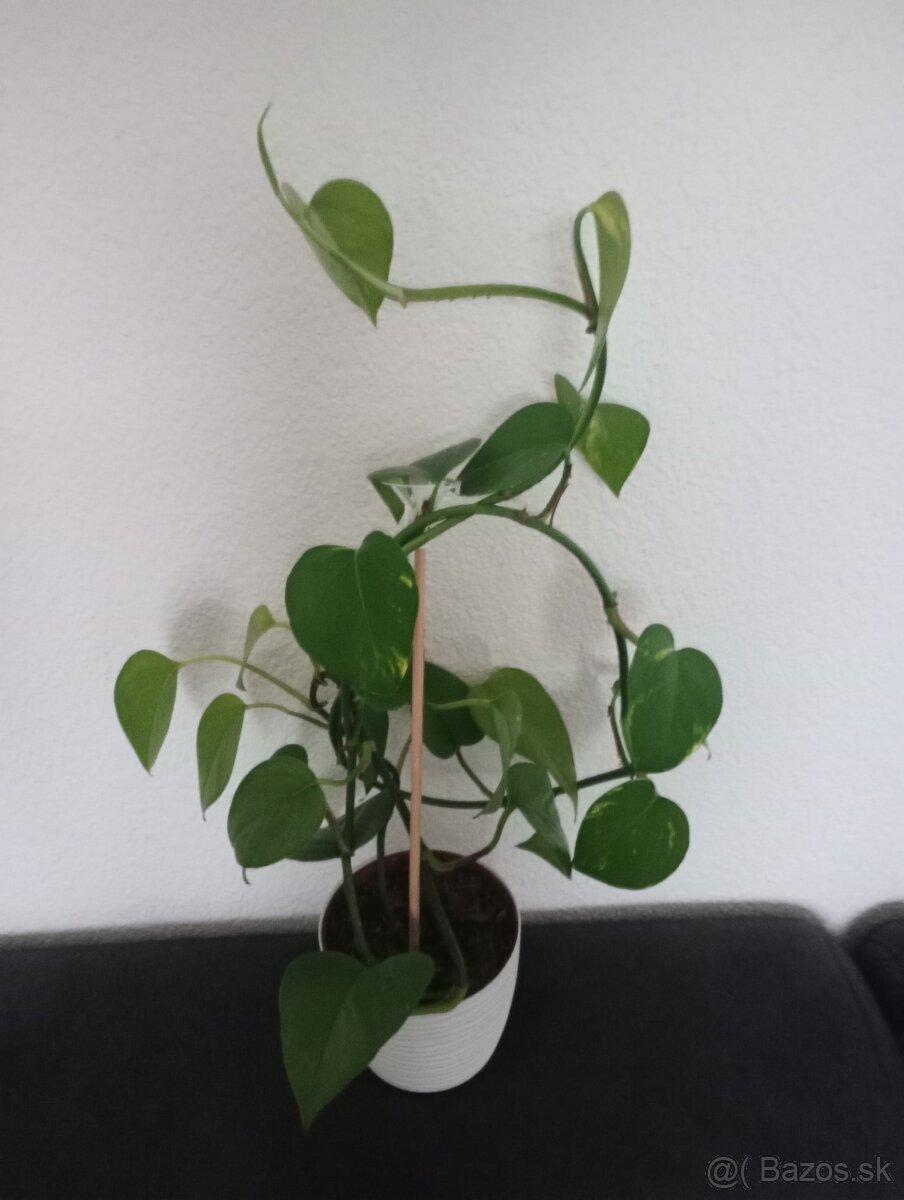 Výmena za kávu Velvet - 2