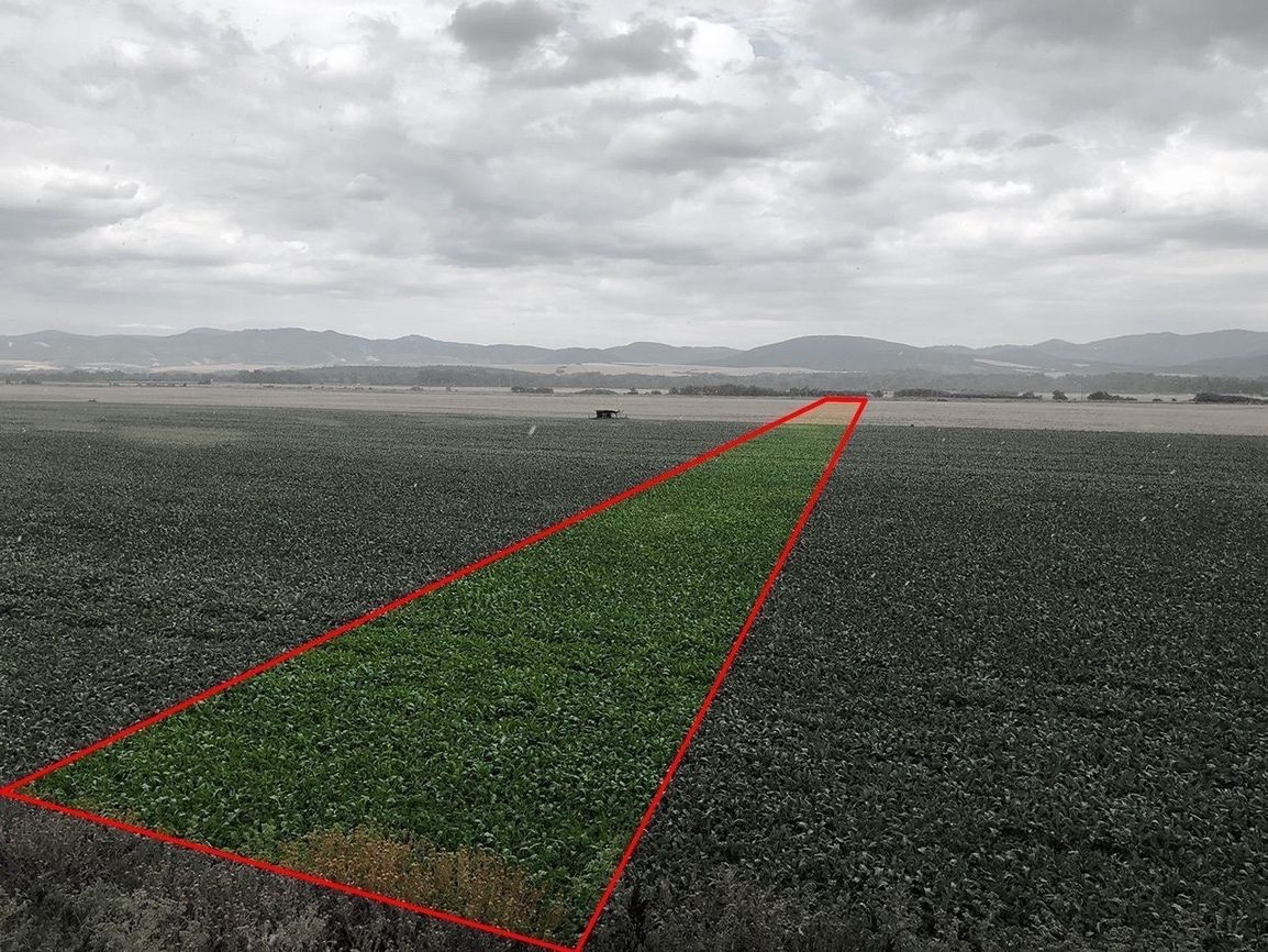 Piešťany – 3.050 m2 ORNÁ PÔDA v podiele 1/1 – Predaj - 2