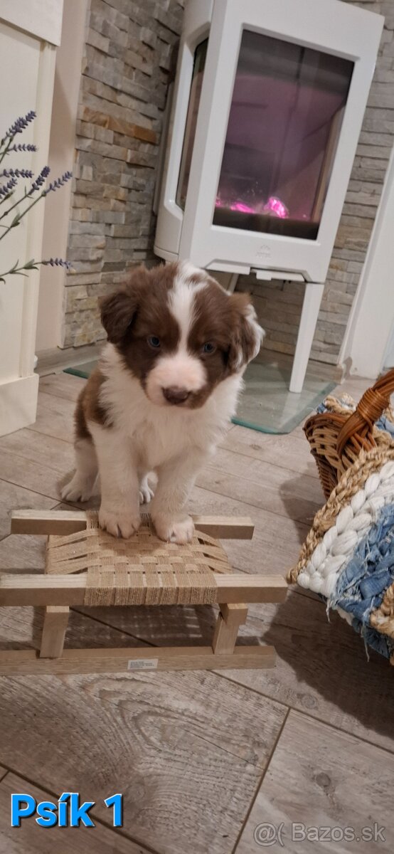 Borderská kólia, Border kólia bez PP - 2