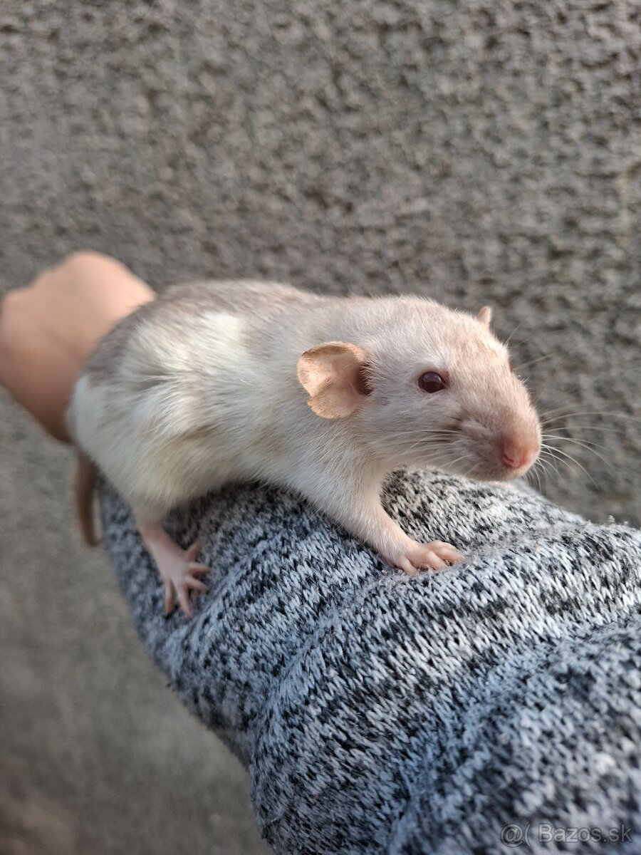 Predám potkanika Dumbo - 2