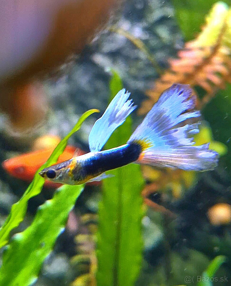 Predám rybky Gupka Yellow mix - 2