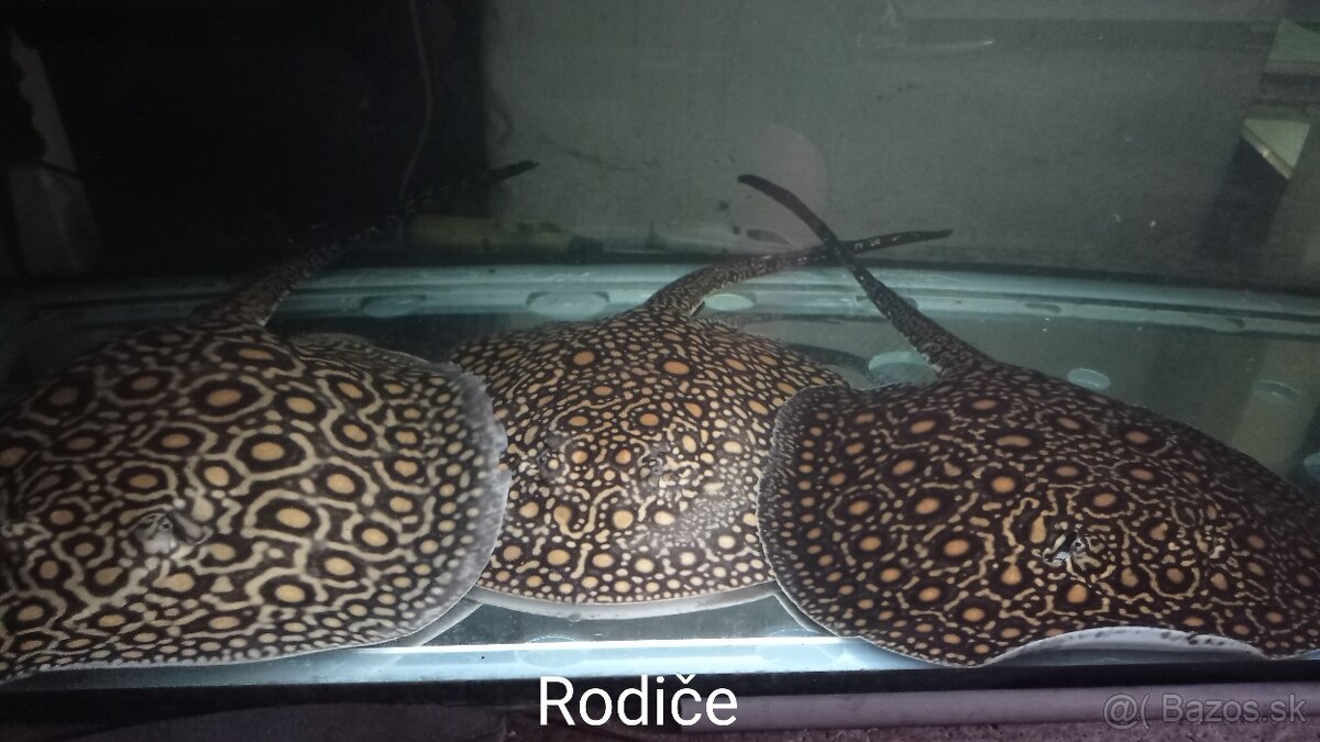 Potamotrygon motoro Mini Royal marbled - 2
