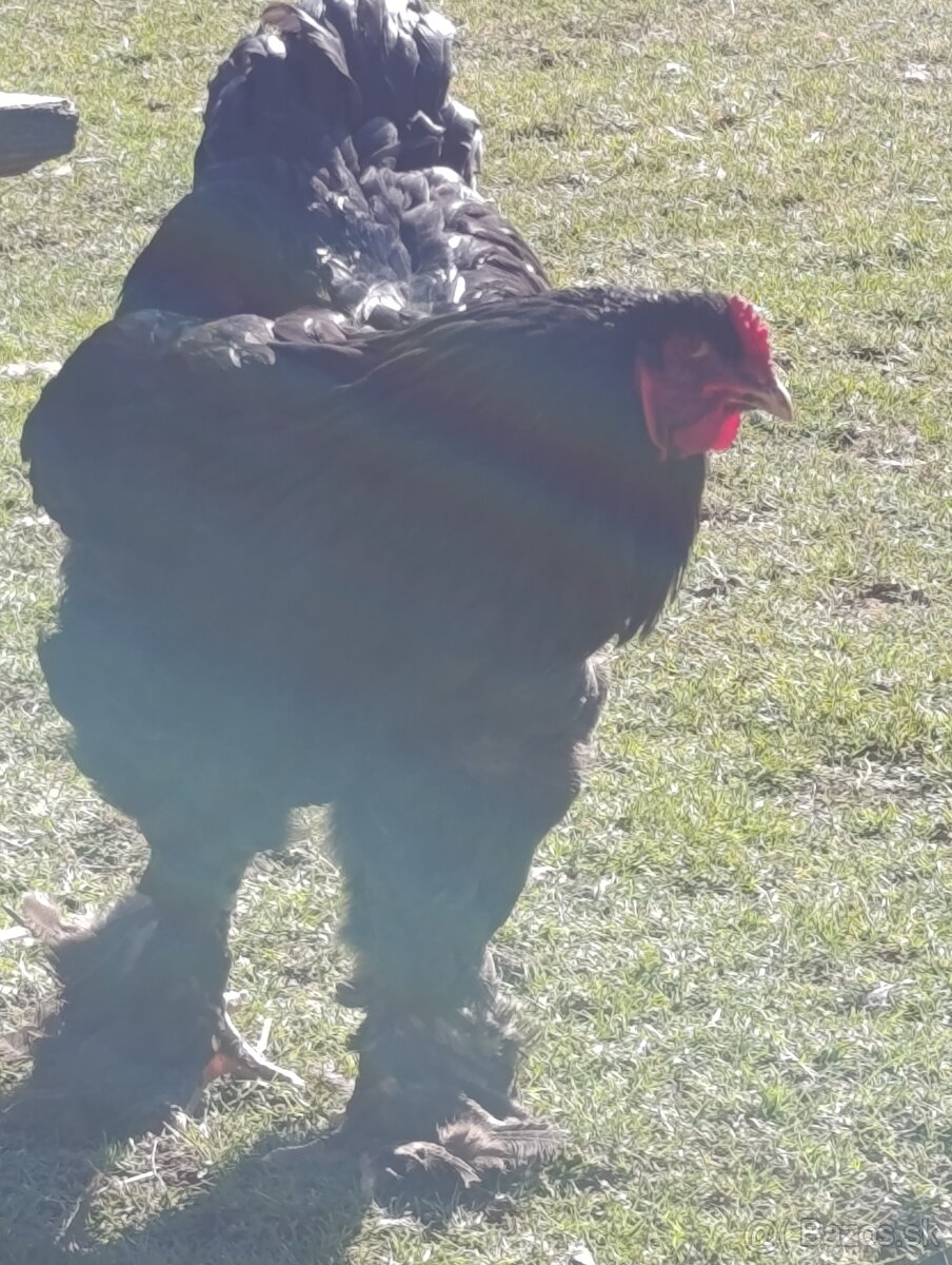 Brahmanka Veľká - 2