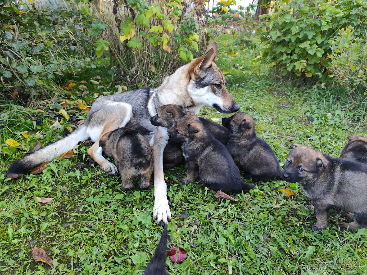Československý vlčiak - 2