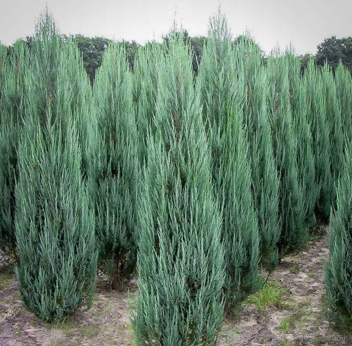 Borievka - juniperus blue arrow - 2