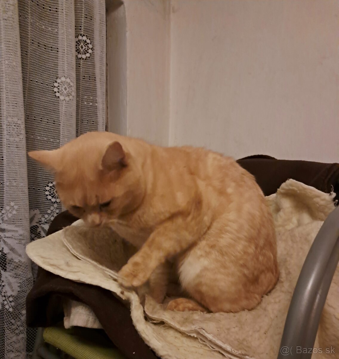 Darujem kocurika - 2