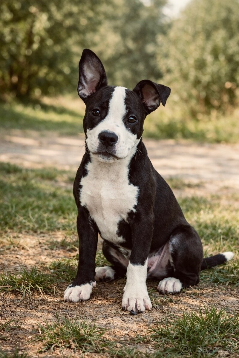 Stafford šteniatko - 2