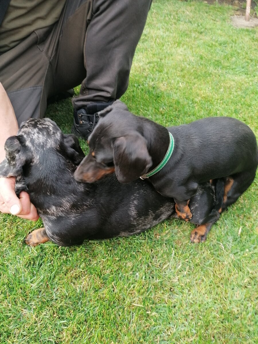 Krytie jazvečíka - 2