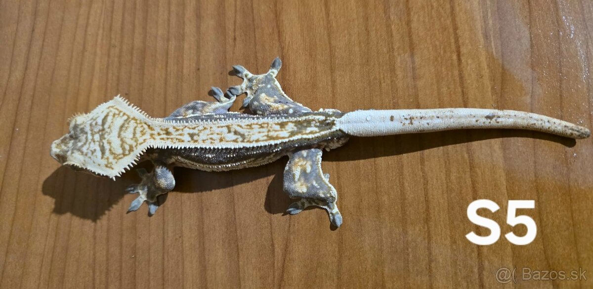 Pagekon Riasnatý - 2