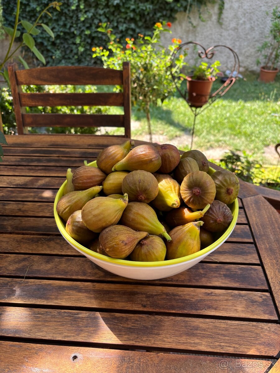 Predam čerstve figy - 2