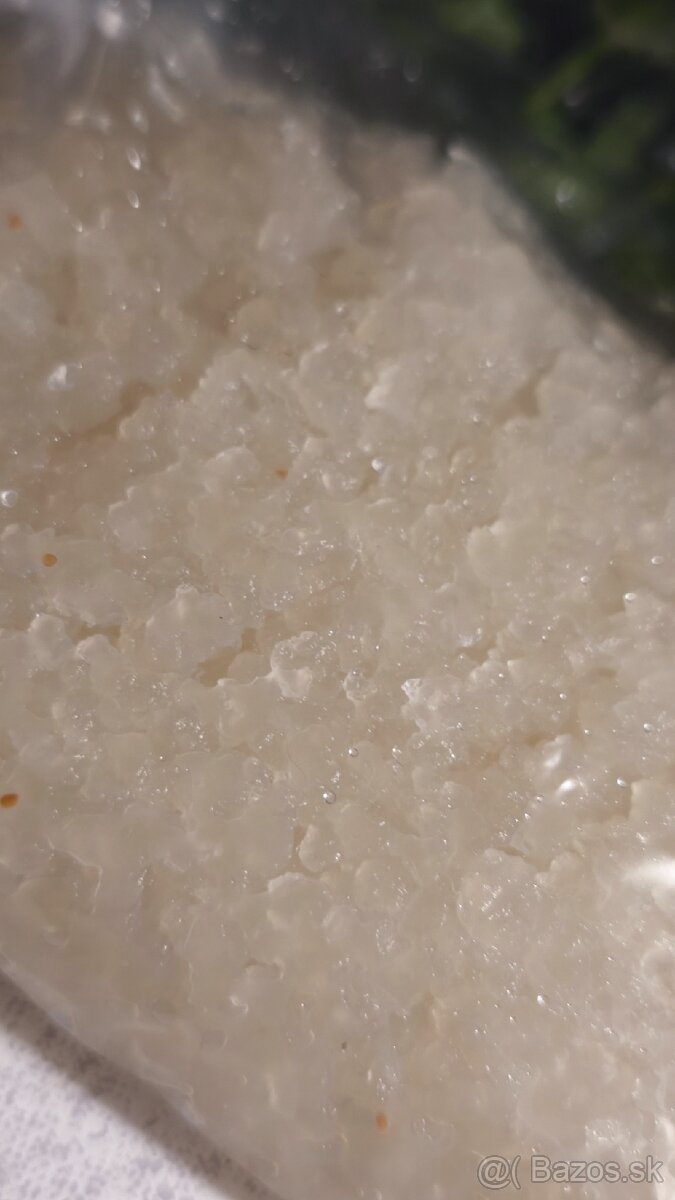 Scoby a tibi - 2