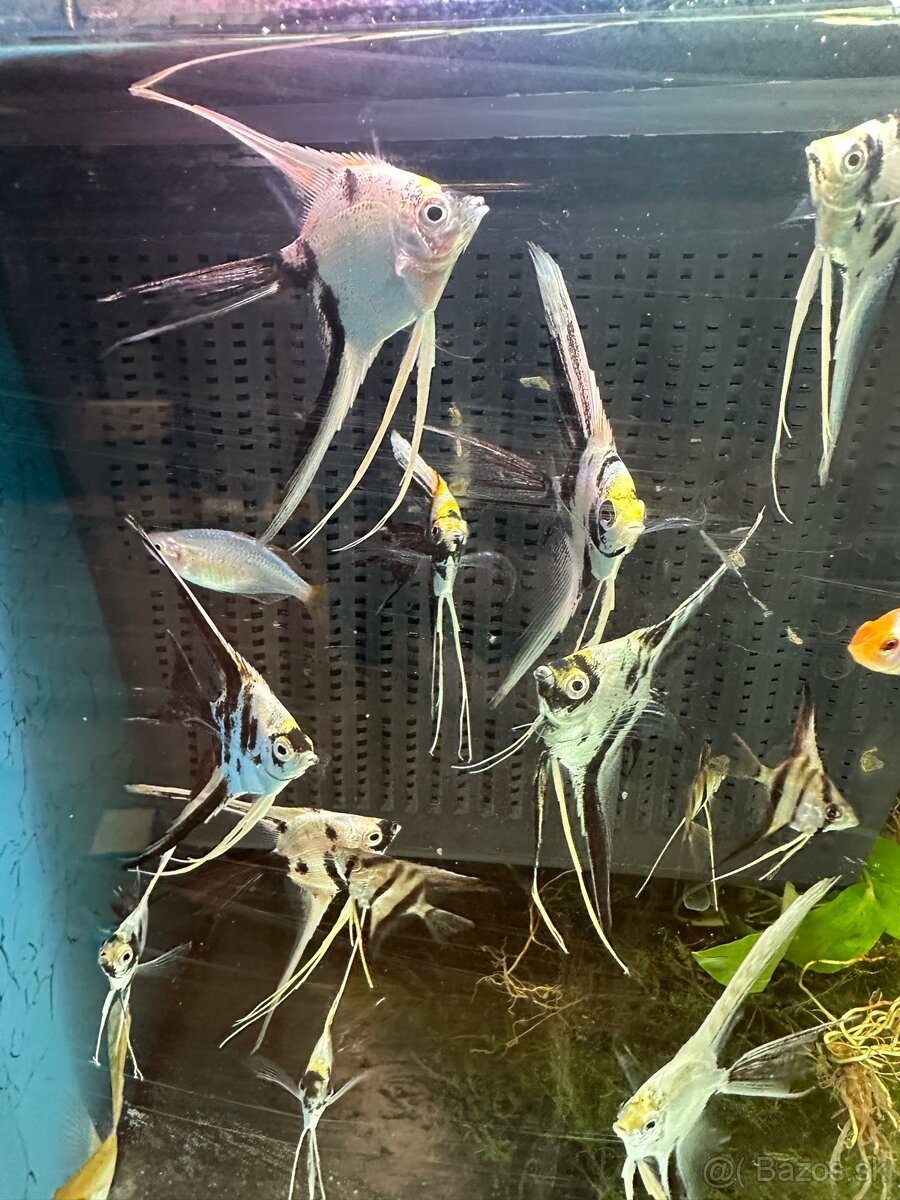 🐠 Skalár Marble Longfin – vlastný odchov - 2