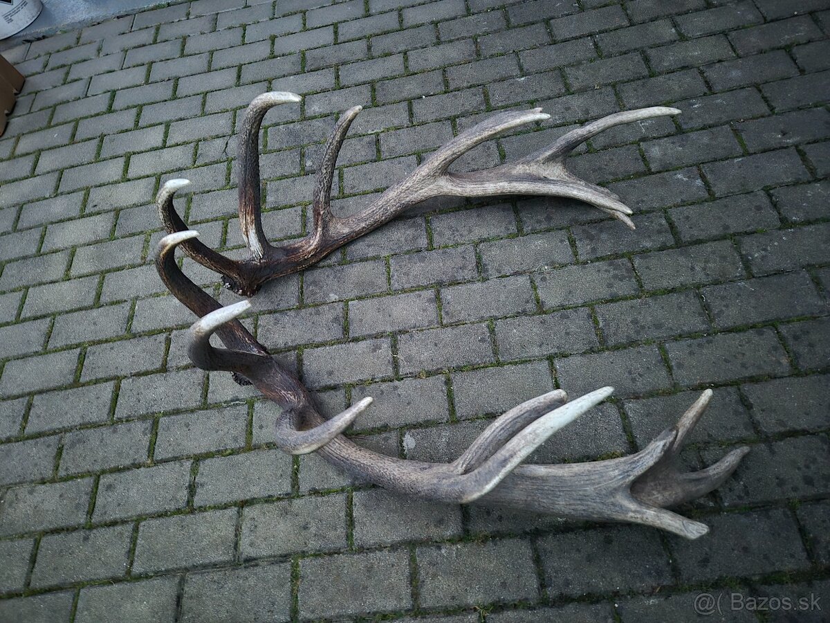 Trofej trofeje paroh parohy parozie zhody - 2