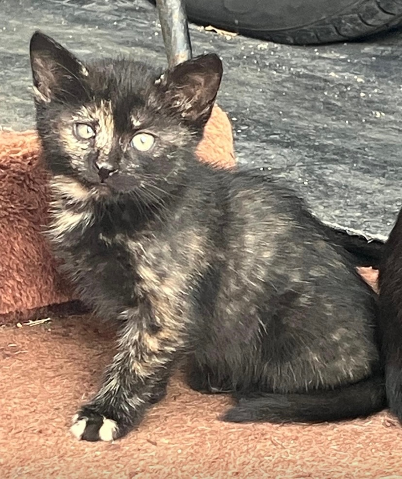 Darujem mačičky - 2