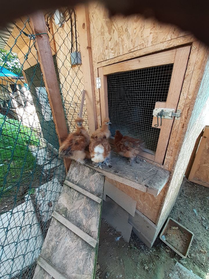 Predám HODVABNIČKY - 2