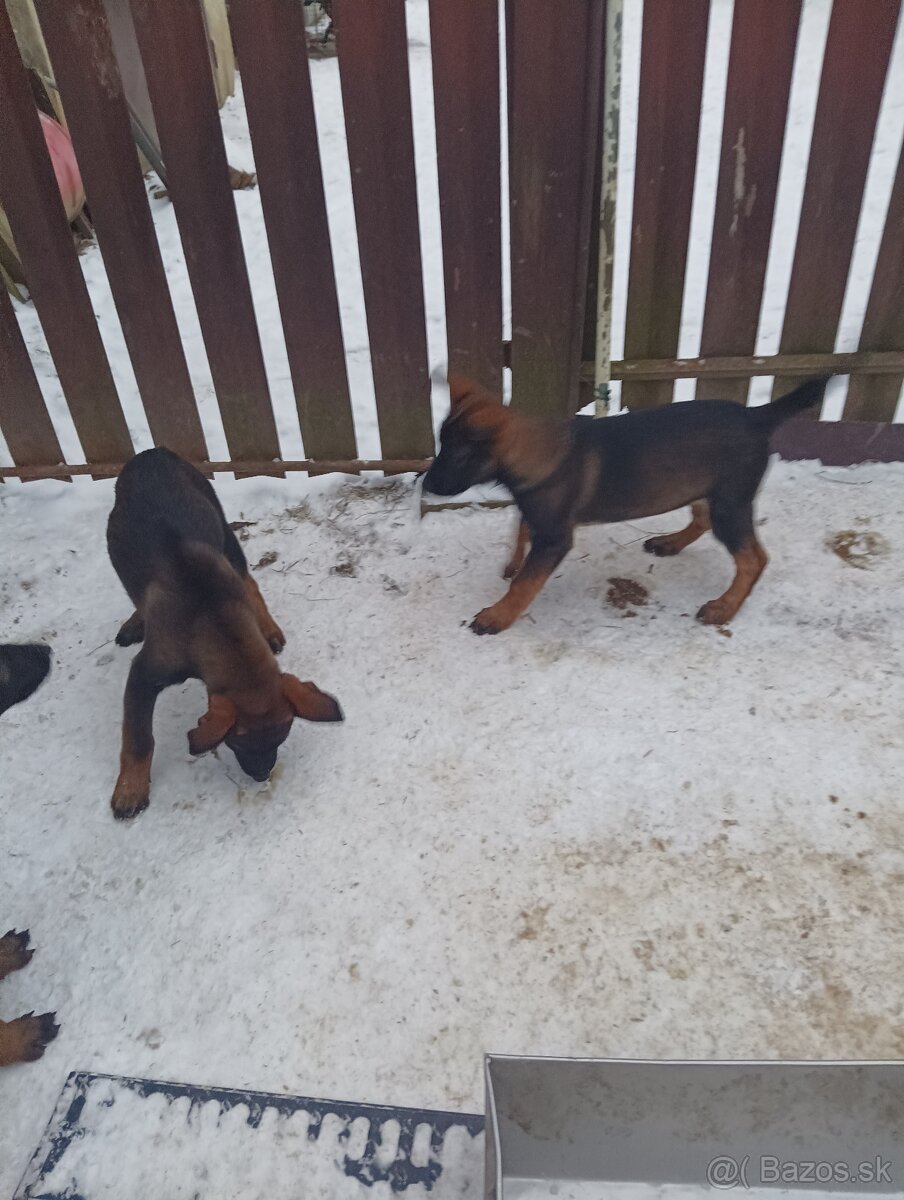 Steniatko nemecký ovčiak - 2