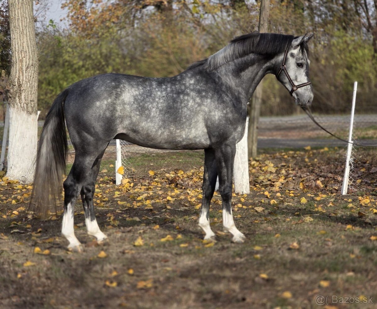 krásne vyzerajúci jazdecký kôň - 2