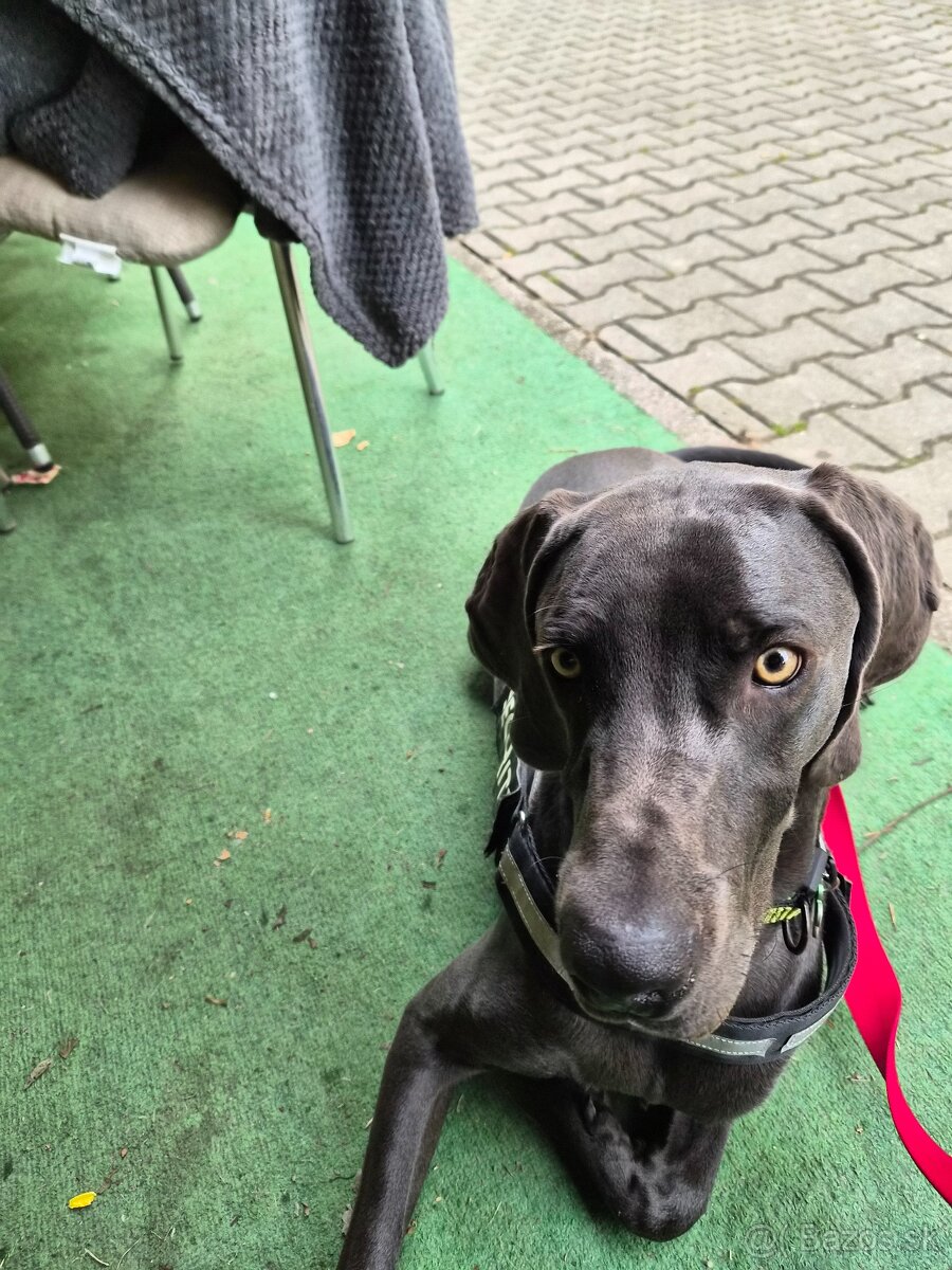 Weimarsky stavac. - 2