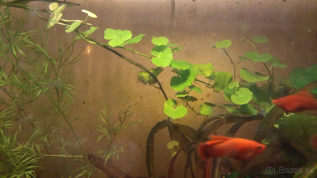 RASTLINY Z AKVARIA14 - 2