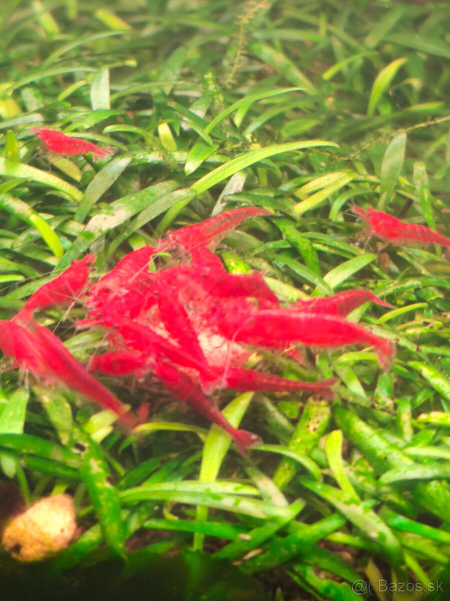 Predám krevetky - 2