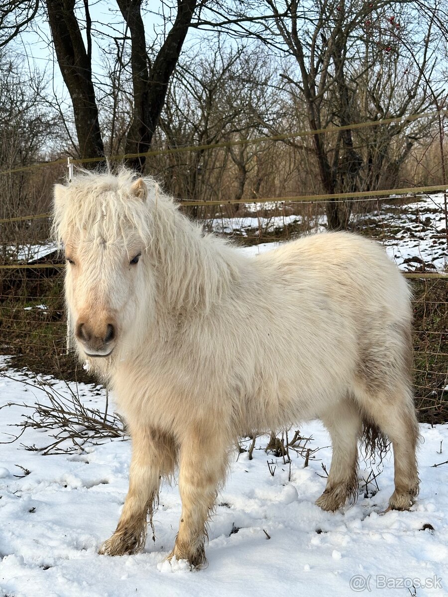 Shetland pony s pp - 2