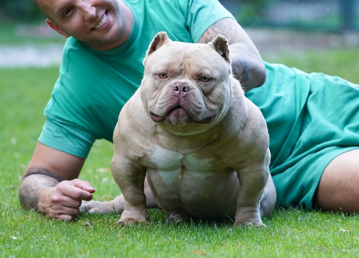 American Bully - 2