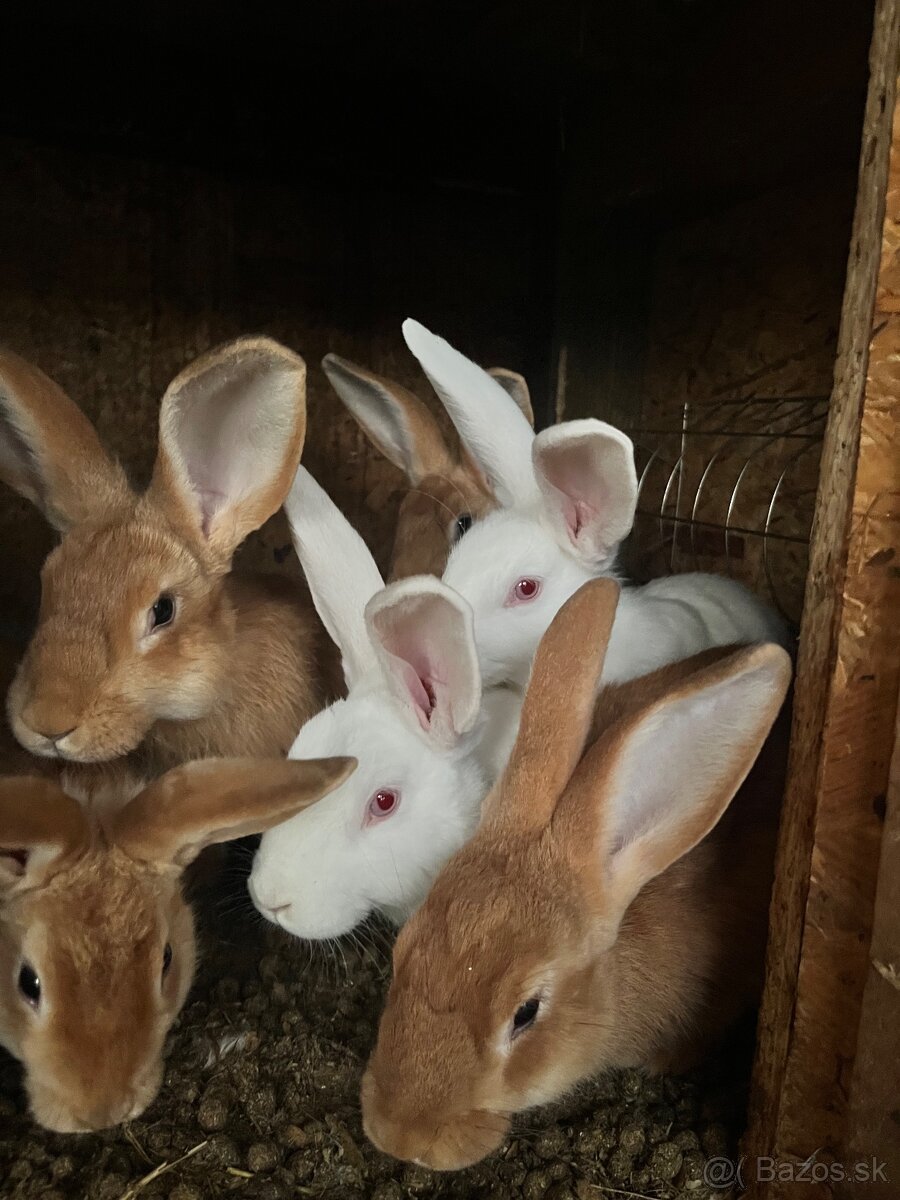 Králiky - 2