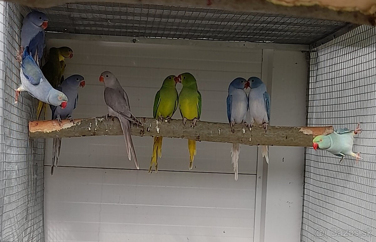 Alexander malý šedý misty - 2