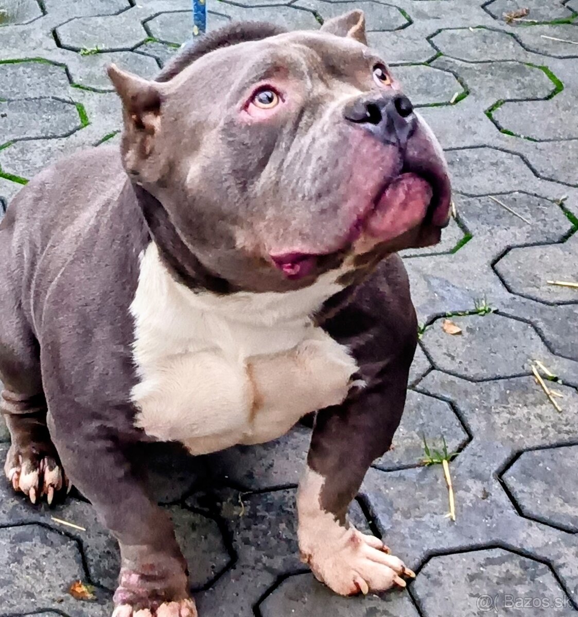 American bully pocket - 2