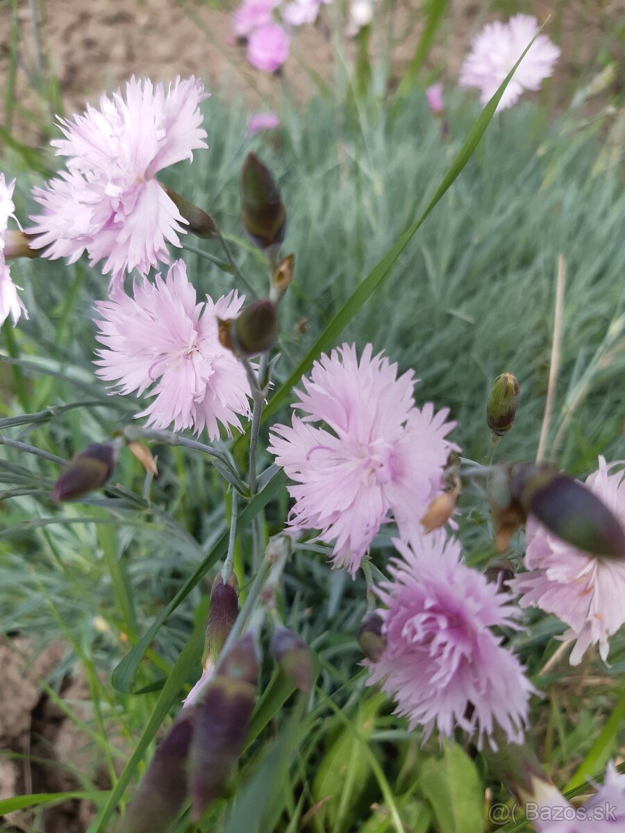 Klinček fialový voňavý - 2