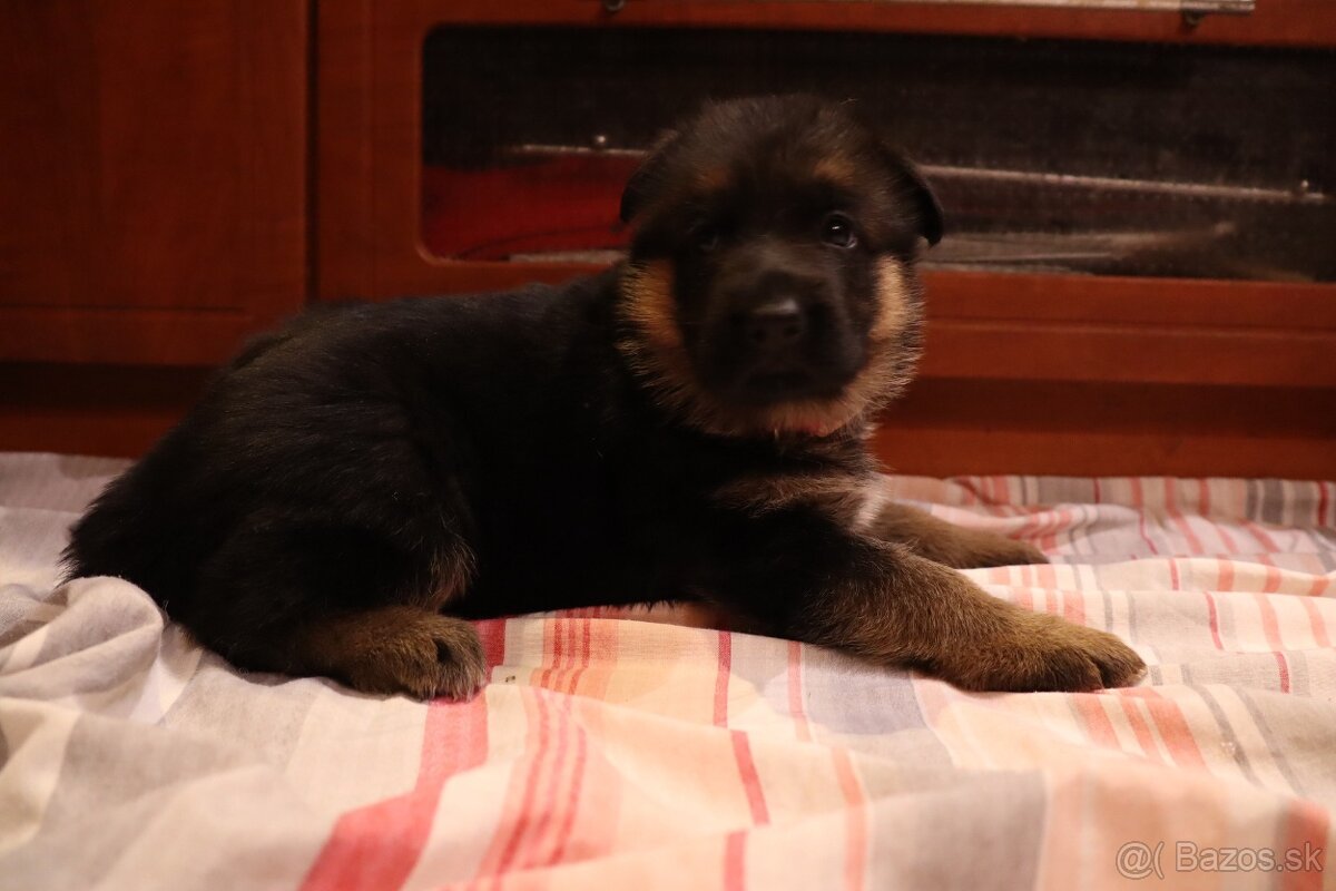 NĚMECKÝ OVČÁK S PP - 2