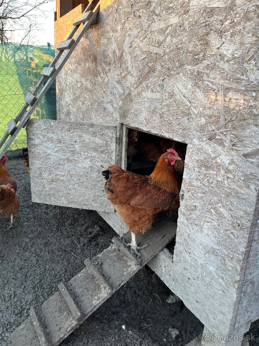 Nasadove vajcia Hempsir - 2