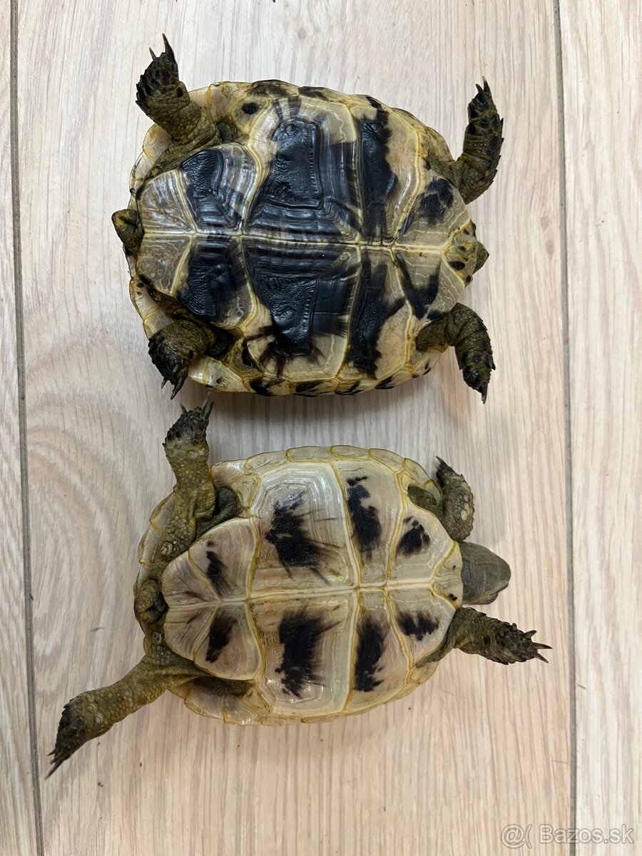 Suchozemské korytnačky - 2