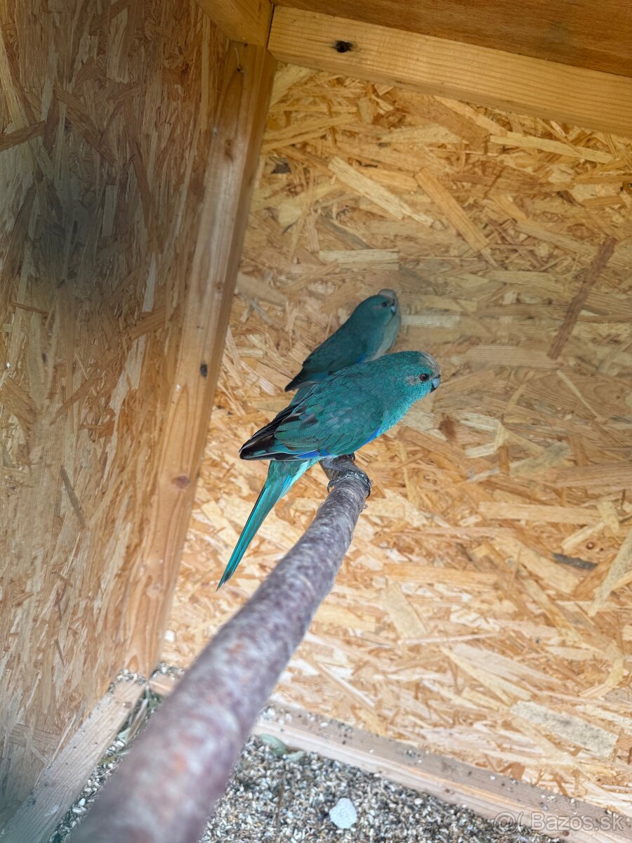 Kakarik Červenočely - 2