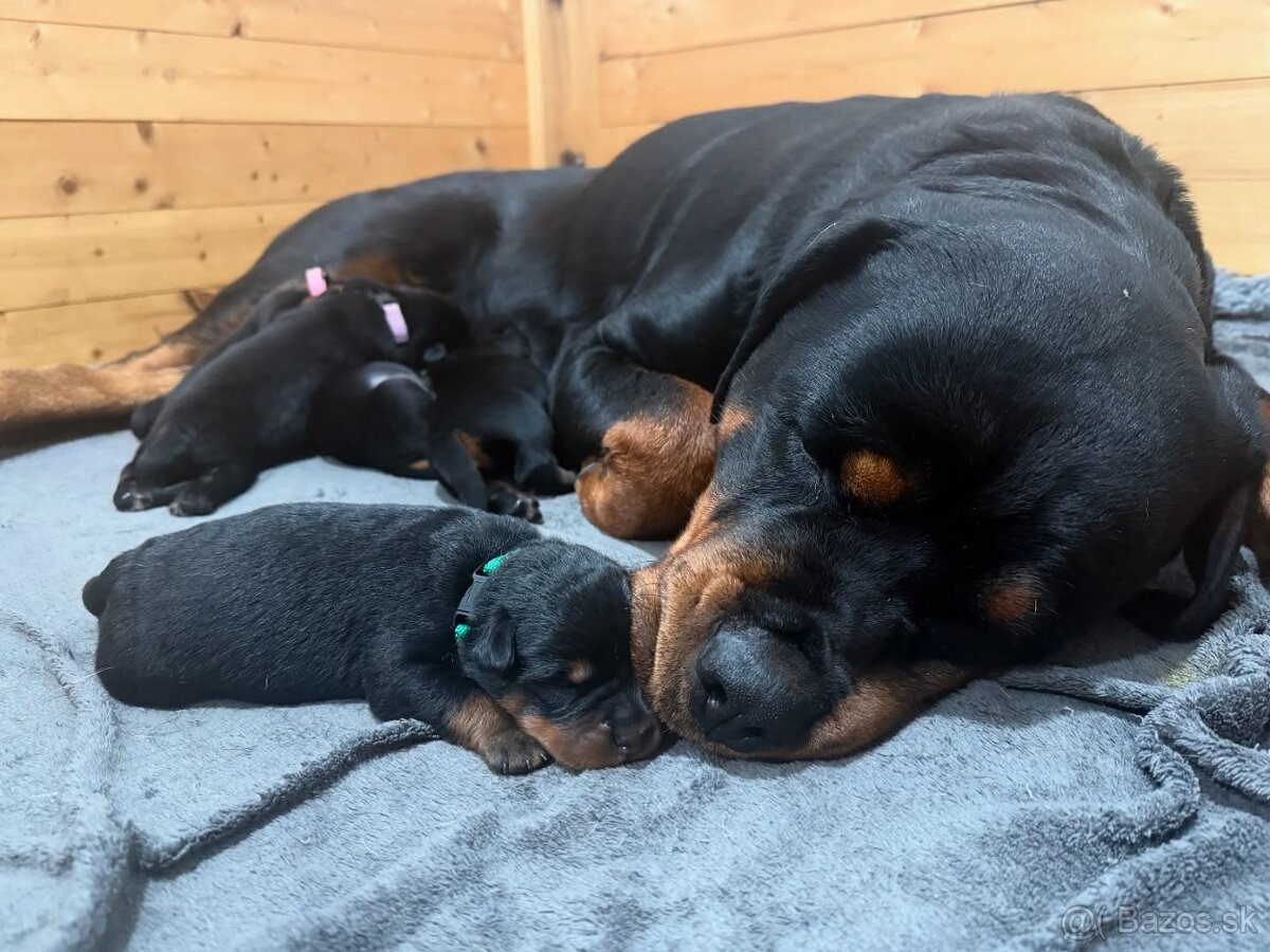 Štěniatka rotvajler s PP - Rottweiler štěniatko - 2