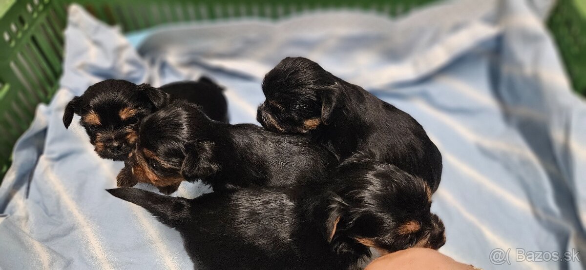 Predám šteniatka Yorkshire teriera - 2