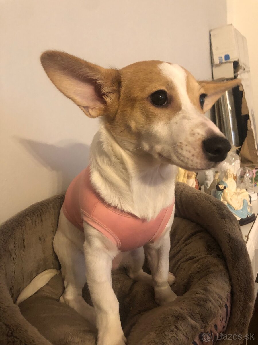 Darujem Jack Russel - 2