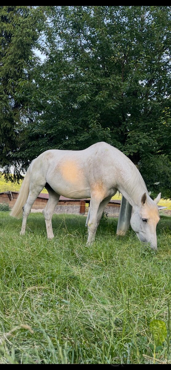 Šimla belgického teplokrevníka - 2