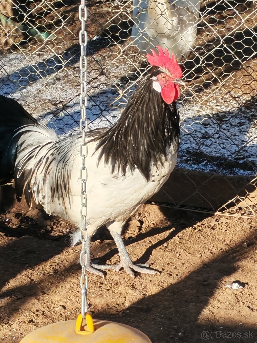 Predám kohútov - 2