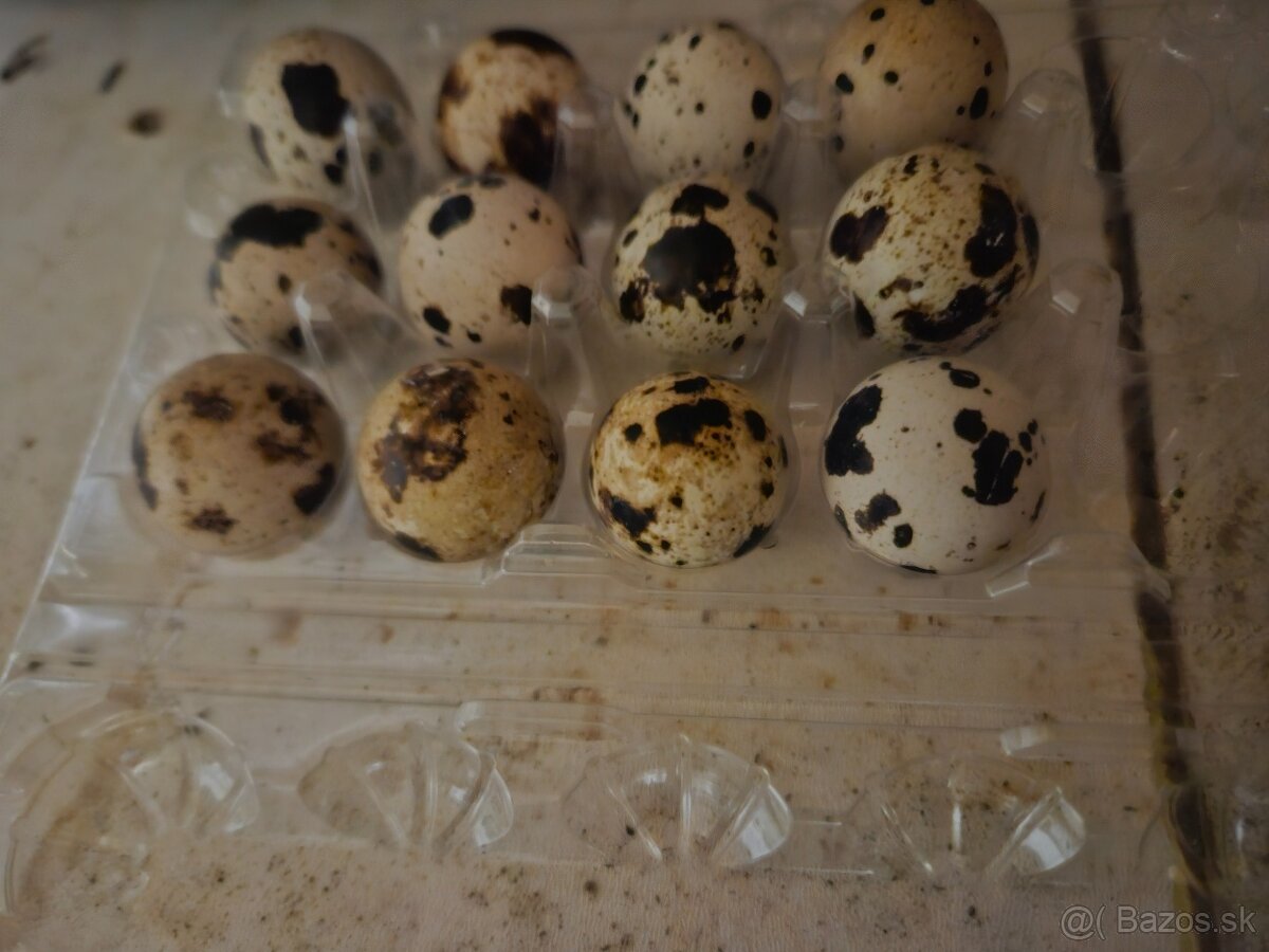 Prepelice a nasadove vajicka - 2