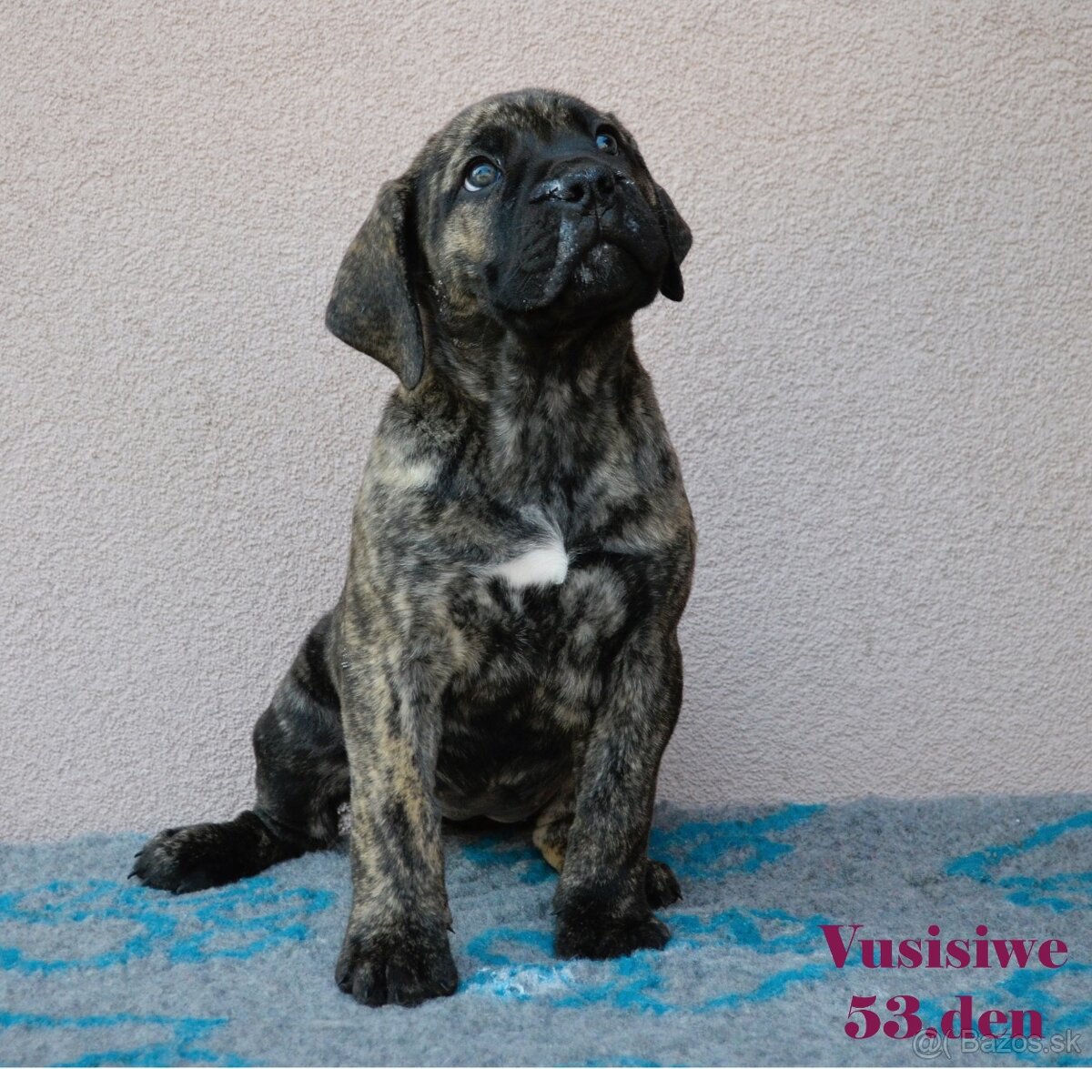 Boerboel štěňata FCI PP - 2