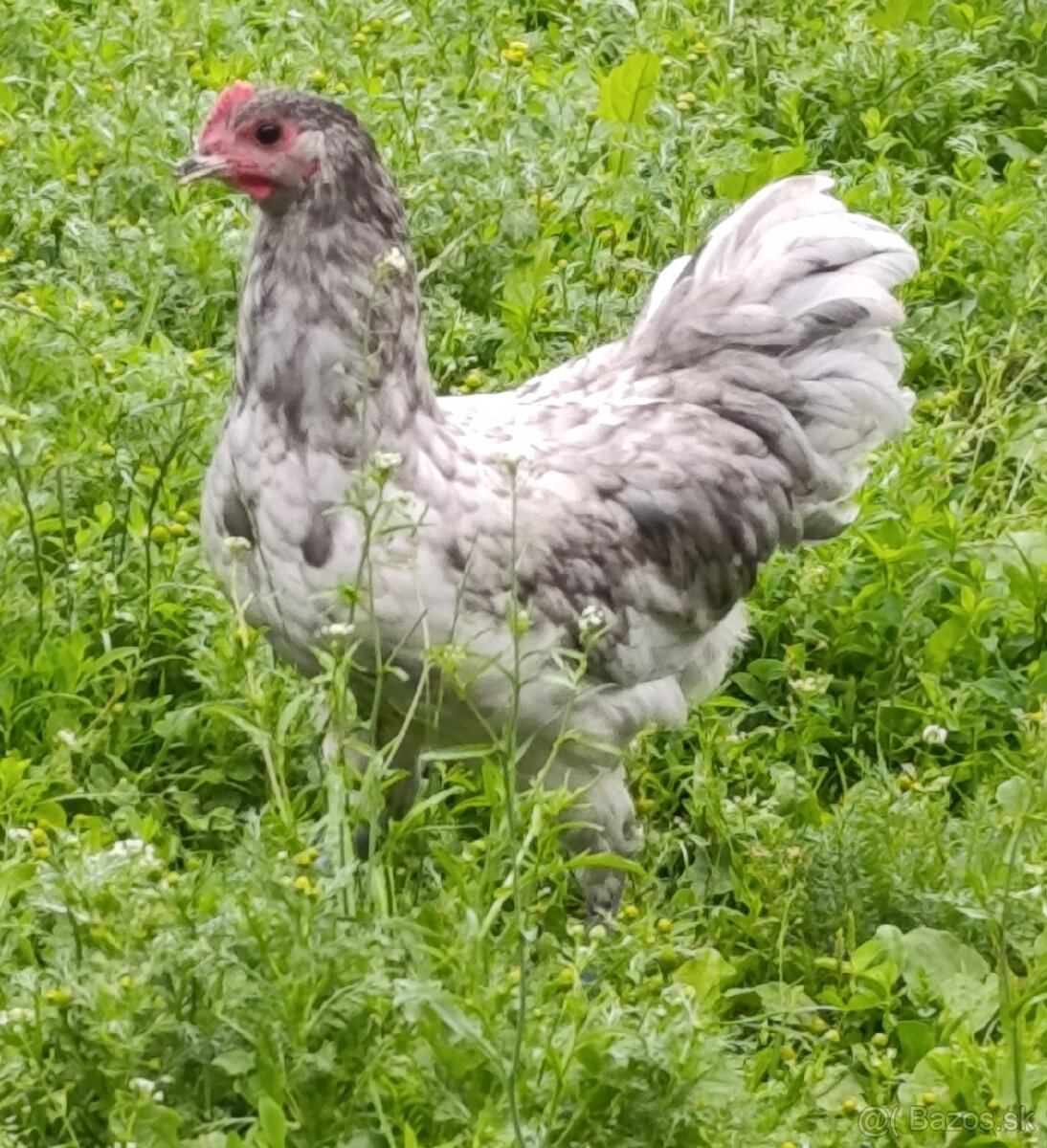 Australorp splash - 2