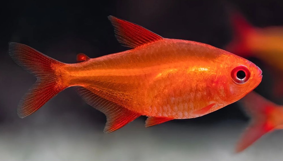 Tetra – Muzel Red Cherry - 2