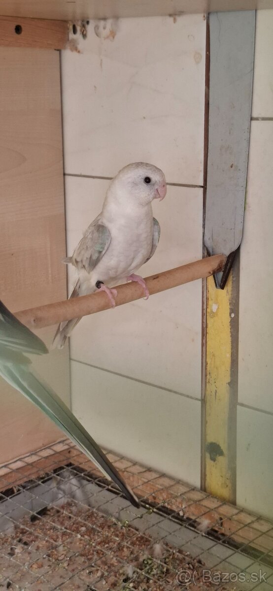Predám - 2