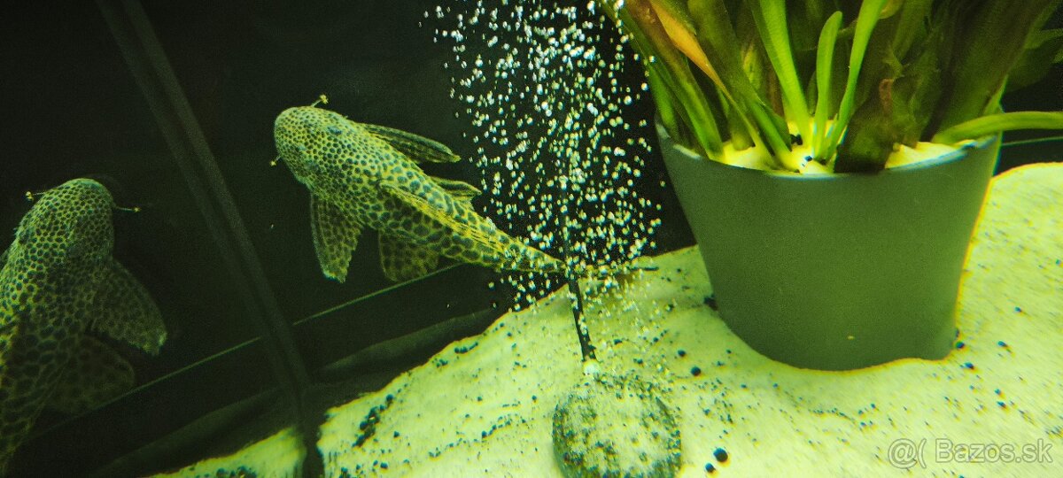 Peckoltia sabaji L075/124 - 2